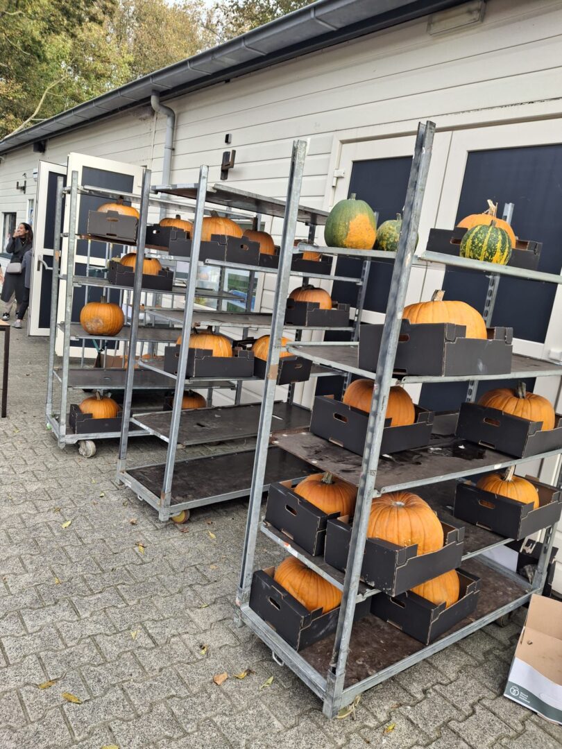 pompoen uithollen 2025 speeltuin zwanenburg (6) pompoen uithollen 2025 speeltuin zwanenburg (6)